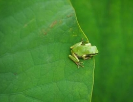 カエルが池に飛び込む音って？