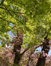 おと（音）を聴いてますか？